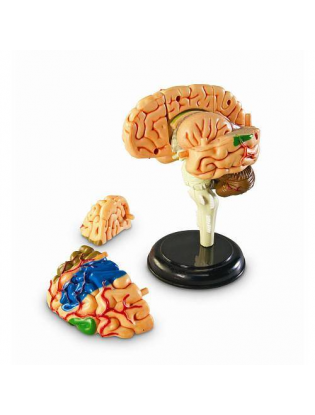 https://truimg.toysrus.com/product/images/learning-resources-human-anatomy-brain-model-31-piece--DDD98666.zoom.jpg