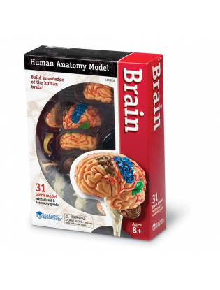https://truimg.toysrus.com/product/images/learning-resources-human-anatomy-brain-model-31-piece--DDD98666.pt01.zoom.jpg