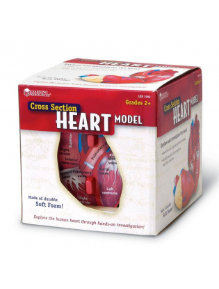 https://truimg.toysrus.com/product/images/learning-resources-cross-section-human-heart-model--FEDA634D.pt01.zoom.jpg