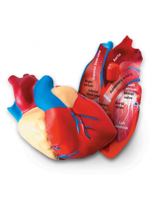 https://truimg.toysrus.com/product/images/learning-resources-cross-section-human-heart-model--FEDA634D.zoom.jpg