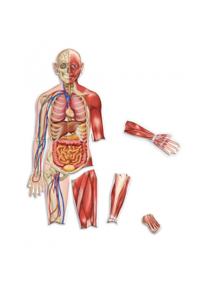 https://truimg.toysrus.com/product/images/learning-resources-double-sided-magnetic-human-body--BC89F5DC.zoom.jpg