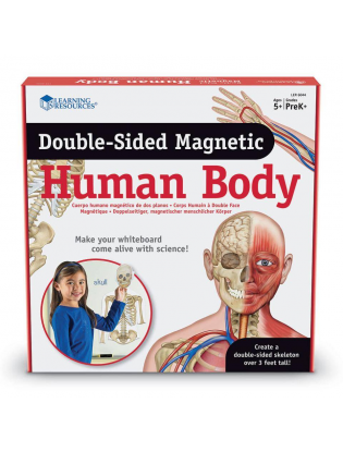 https://truimg.toysrus.com/product/images/learning-resources-double-sided-magnetic-human-body--BC89F5DC.pt01.zoom.jpg