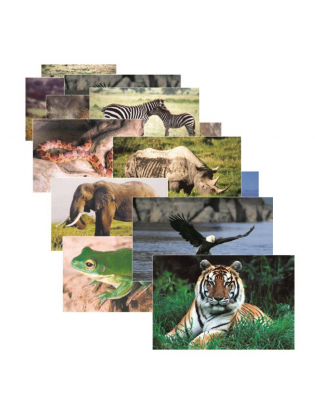 https://truimg.toysrus.com/product/images/real-life-photo-wild-animals-poster-set--26C32D09.zoom.jpg
