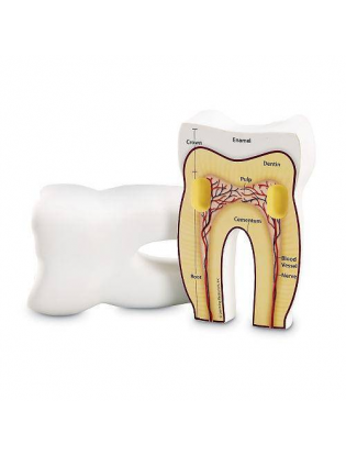 https://truimg.toysrus.com/product/images/learning-resources-cross-section-tooth-model--FEDA654D.zoom.jpg