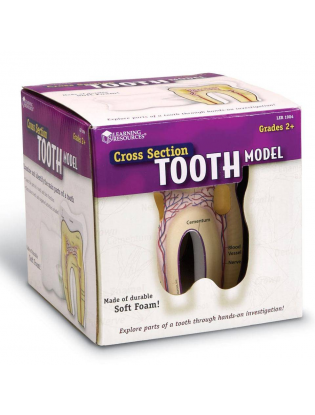 https://truimg.toysrus.com/product/images/learning-resources-cross-section-tooth-model--FEDA654D.pt01.zoom.jpg