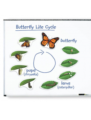 https://truimg.toysrus.com/product/images/learning-resources-giant-magnetic-butterfly-life-cycle-set--D911AA0F.zoom.jpg