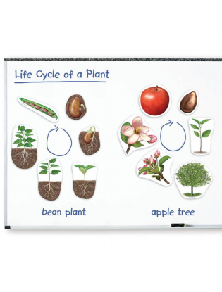 https://truimg.toysrus.com/product/images/learning-resources-giant-magnetic-plant-life-cycle-set--D911AC0F.zoom.jpg