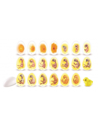 https://truimg.toysrus.com/product/images/learning-resources-chick-life-cycle-exploration-set--3E39FE96.zoom.jpg