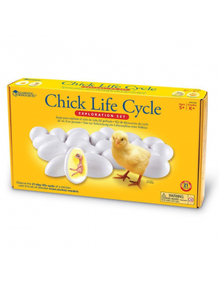 https://truimg.toysrus.com/product/images/learning-resources-chick-life-cycle-exploration-set--3E39FE96.pt01.zoom.jpg