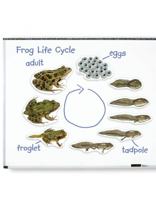 https://truimg.toysrus.com/product/images/learning-resources-giant-magnetic-frog-life-cycle--B2C2E019.zoom.jpg
