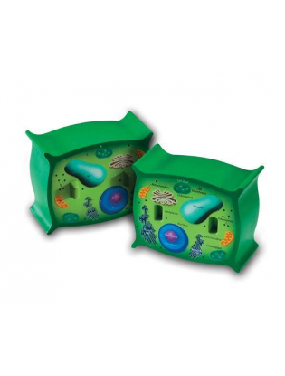https://truimg.toysrus.com/product/images/learning-resources-cross-section-plant-cell-model--B848C3A1.zoom.jpg