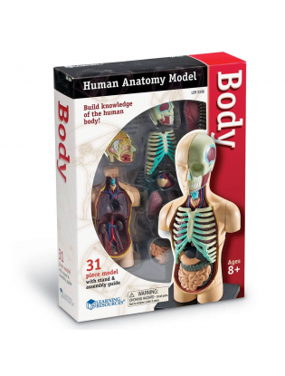 https://truimg.toysrus.com/product/images/learning-resources-human-body-anatomy-model--DDD98966.zoom.jpg