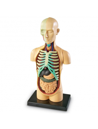 https://truimg.toysrus.com/product/images/learning-resources-human-body-anatomy-model--DDD98966.pt01.zoom.jpg