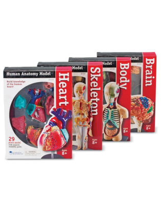 https://truimg.toysrus.com/product/images/learning-resources-anatomy-models-bundle--1D999157.pt01.zoom.jpg