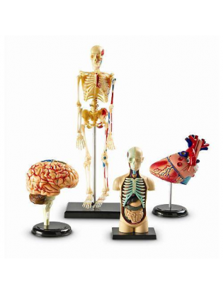https://truimg.toysrus.com/product/images/learning-resources-anatomy-models-bundle--1D999157.zoom.jpg