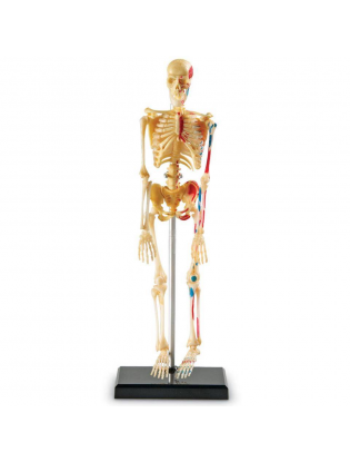 https://truimg.toysrus.com/product/images/learning-resources-skeleton-anatomy-model--D515F601.zoom.jpg
