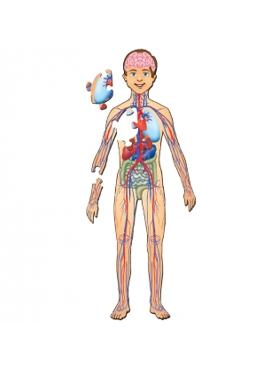 https://truimg.toysrus.com/product/images/human-body-with-organs-floor-jigsaw-puzzle-38-piece--B43E8968.zoom.jpg