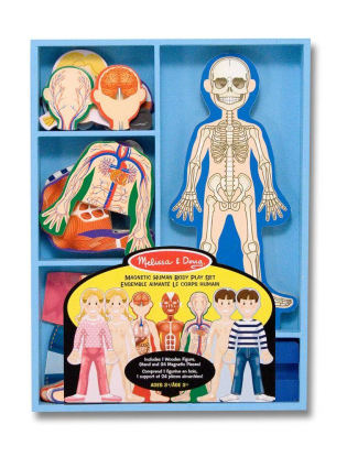 https://truimg.toysrus.com/product/images/melissa-&-doug-magnetic-human-body-anatomy-play-set-with-24-magnetic-pieces--C2027DCA.pt01.zoom.jpg