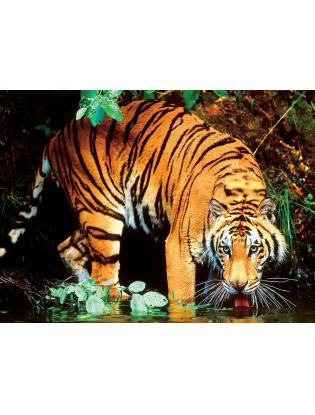 https://truimg.toysrus.com/product/images/ceaco-wild-bengal-tiger-puzzle-1000-piece--2B65EFF0.pt01.zoom.jpg
