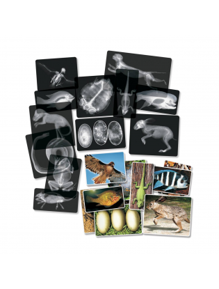 https://truimg.toysrus.com/product/images/roylco(r)-animal-x-ray-set--A8600D67.zoom.jpg