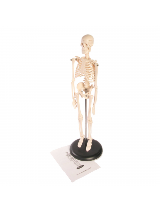 https://truimg.toysrus.com/product/images/human-skeleton-model-set--531533AE.pt01.zoom.jpg