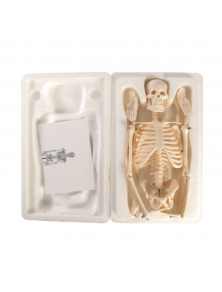 https://truimg.toysrus.com/product/images/human-skeleton-model-set--531533AE.zoom.jpg