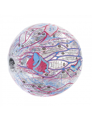 https://truimg.toysrus.com/product/images/clever-catch(r)-human-anatomy-ball--6FA5A5F7.zoom.jpg
