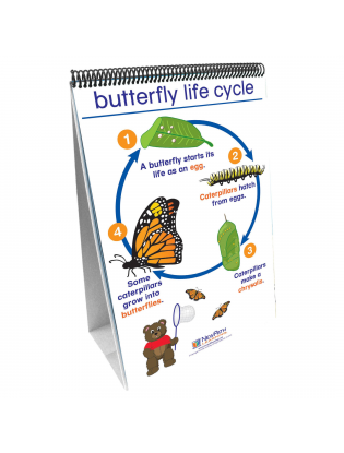 https://truimg.toysrus.com/product/images/science-readiness-butterfly-life-cycle-flip-chart-set--C365EB3F.zoom.jpg
