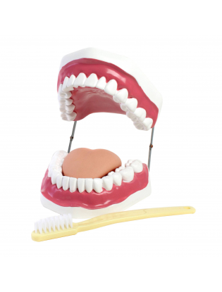 https://truimg.toysrus.com/product/images/oral-hygiene-demonstration-model-set--9EC2E098.pt01.zoom.jpg