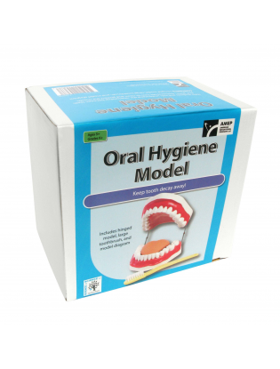 https://truimg.toysrus.com/product/images/oral-hygiene-demonstration-model-set--9EC2E098.zoom.jpg