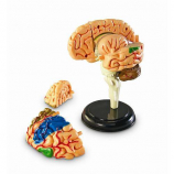 Learning Resources Human Anatomy Brain Model - 31 Piece