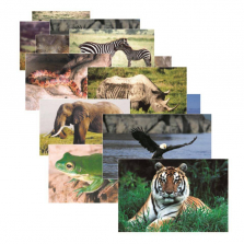 Real Life Photo Wild Animals Poster Set