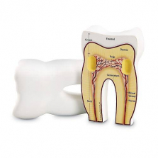 Learning Resources Cross-Section Tooth Model