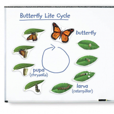 Learning Resources Giant Magnetic Butterfly Life Cycle Set