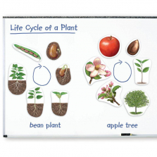 Learning Resources Giant Magnetic Plant Life Cycle Set