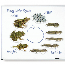 Learning Resources Giant Magnetic Frog Life Cycle