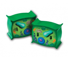 Learning Resources Cross-Section Plant Cell Model