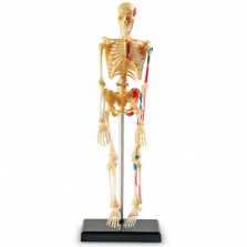 Learning Resources Skeleton Anatomy Model