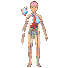 Human Body with Organs Floor Jigsaw Puzzle - 38-piece