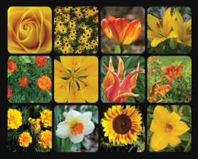 Golden Blooms 1000 Piece Jigsaw Puzzle