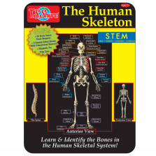 The Human Skeleton Magnetic Tin