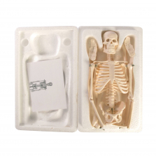 Human Skeleton Model Set