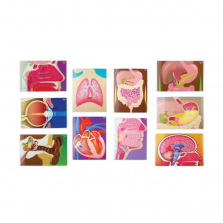 Roylco My Body in Action Cards Set