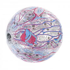 Clever Catch(R) Human Anatomy Ball
