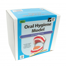 Oral Hygiene Demonstration Model Set