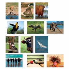 Amusing Animals Language Card Set