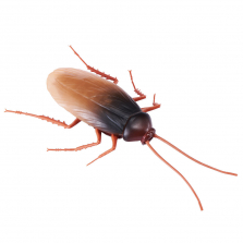 Zuru Robo Alive Crawling Cockroach